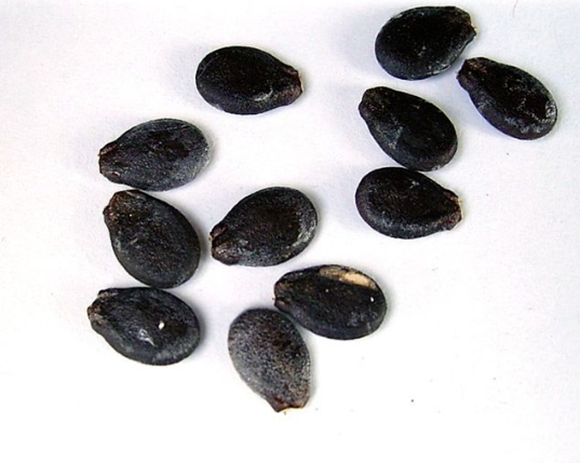 ⓒ 구글 이미지검색