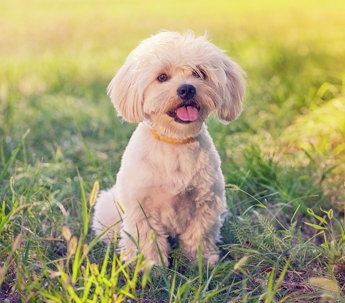 한국장학진흥원, 반려동물관리사·애견미용사 자격증 과정 무상교육 이벤트 실시