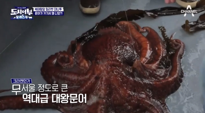 채널A '나만 믿고 따라와, 도시 어부' 방송 화면