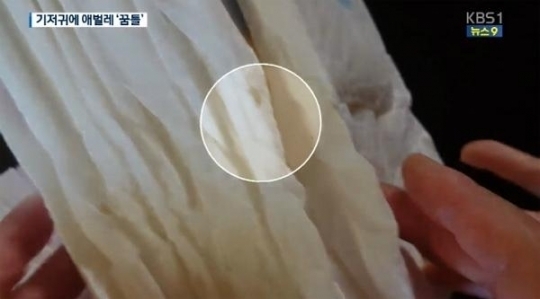 기저귀에서 꿈틀거리는 '쌀벌레' 유충 발견
