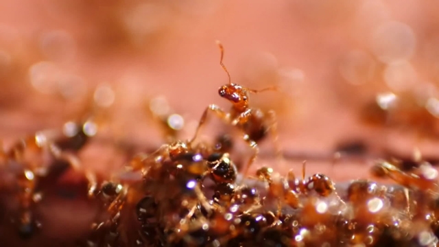 ‘혹시 붉은불개미?’…구별법에 쏠리는 관심 ‘집 모양부터 달라’