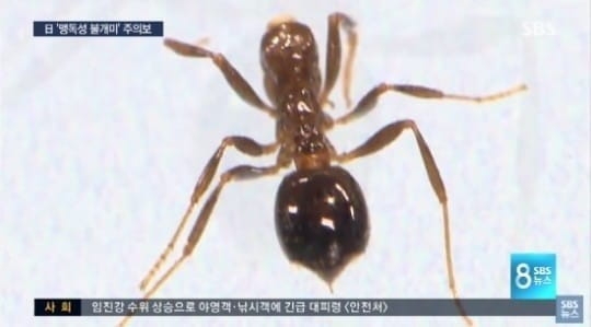 붉은불개미, 무려 1천여 마리 발견? “병역체계 허술했다” 지적