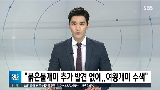 붉은불개미, 인천항서 55마리 발견..."언제까지 나올거냐" "이제 그만 나와라"