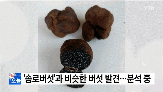 사진=YTN뉴스 방송화면