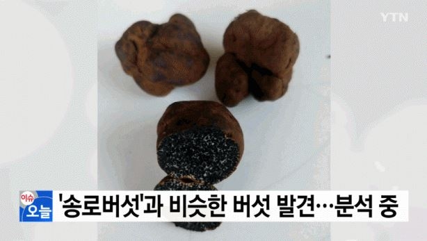 송로버섯 추정 발견, ‘가치’ 어느 정도?…‘땅 속 다이아몬드’ 맞네