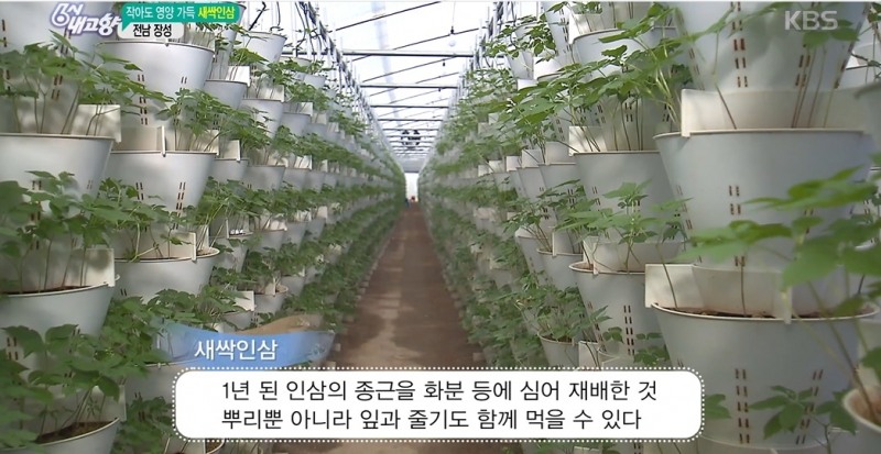 사진=KBS 6시 내고향 방송화면