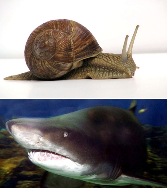 ⓒ 달팽이, 상어 / 포털 이미지