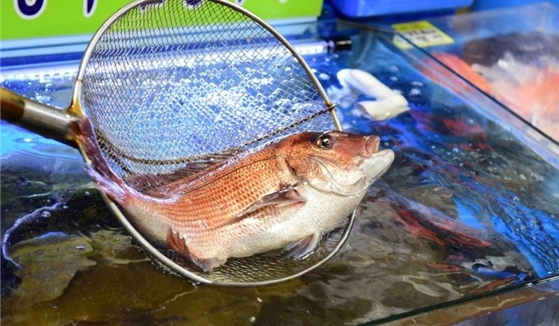 신선한 활어 회 전문, 노량진 모범업체 ‘전북어촌수산’