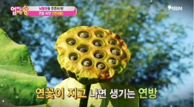 사진= 연자육