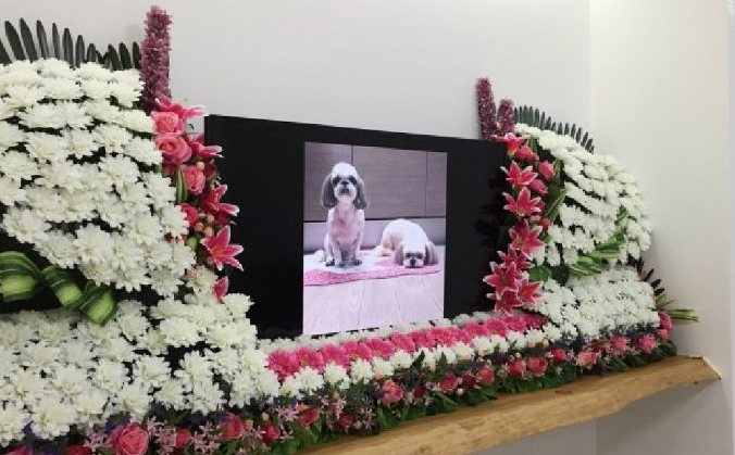 기르는 반려동물이 죽었을 때 처리 계획에 대해서는 반려동물 장묘시설을 이용해 처리하겠다는 응답이 55.7%로 가장 높았다. 주거지·야산 매립(35.5%), 동물병원에서 처리(8.5%) 등은 그 다음을 차지했다. 사진=반려동물 장례업체 우바스