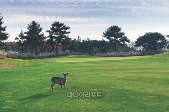 엘리시안제주 코스 이미지.
