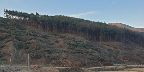 산청군, 경제적·공익적 산림자원 조성 추진