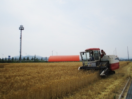 인천 강화군, '논 타작물 재배 지원사업' 확대 지원