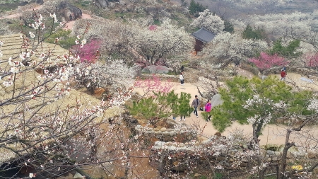 광양시, 오는 8일 '광양매화축제' 개막