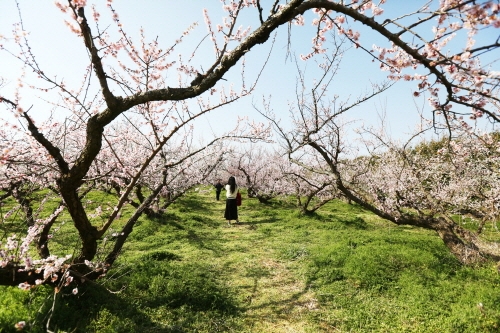 해남군, 보해매화농원 매화 '활짝'... 오는 8일 개방