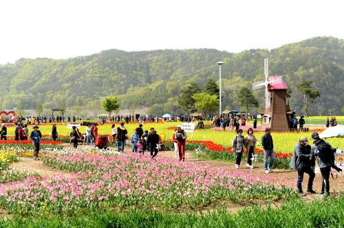 경남 창녕군, '낙동강유채축제' 대표축제로 선정