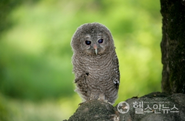 천연기념물센터 ‘어린이 체험 교육 프로그램’ 운영