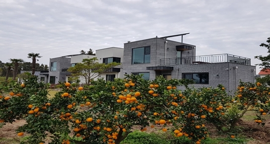 감귤농장 옆에 낀 제주도 감성 펜션 ‘엔게디팜펜션’