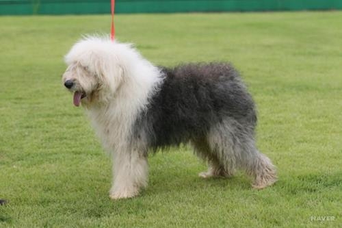 사진=네이버 지식백과 캡처