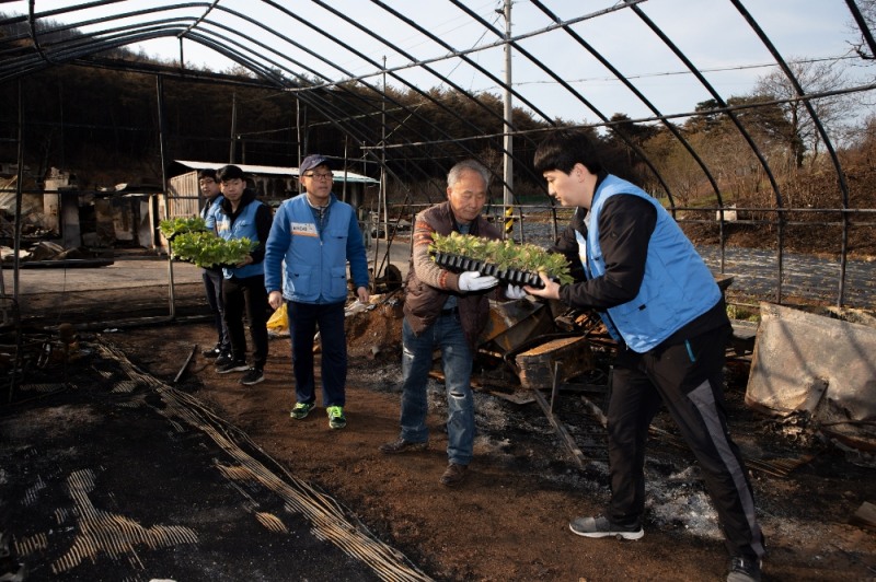 지난 12일 강원도 강릉시 옥계면의 잎담배 경작 농지에서 KT&G 원료본부 임직원들이 잎담배 이식 봉사활동에 참여하고 있다.