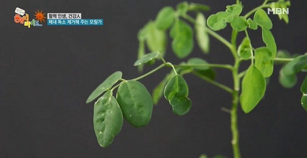 사진=MBN 방송 캡쳐