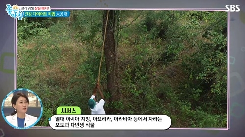 사진=SBS '좋은아침' 캡처