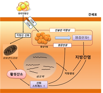 그림 1. 지방간에서 나타나는 염증 반응, 산화 스트레스, 인슐린 저항성의 역할