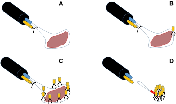 그림설명: A. 천공 부위에 엔도루프 배치, B. 첫번째 클립을 천공의 근위부위에 위치시키고 천공된 병변 주위의 점막에 엔도루프를 고정, C. 다음 클립은 이전 클립 옆에 위치시켜 엔도루프를 병변 주위 360도 둘러싸며 고정, D. 클립에 의해 고정된 엔도루프를 조여 천공 부위를 봉합 고정함.
