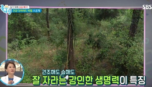 사진=SBS '좋은아침' 캡처