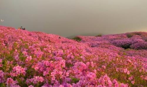 사진=황매산 철쭉제 공식홈페이지 캡처