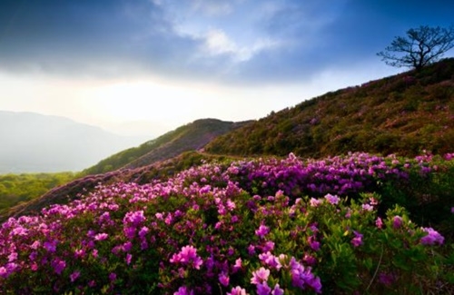 사진=합천 황매산 철쭉제 공식홈페이지 캡처