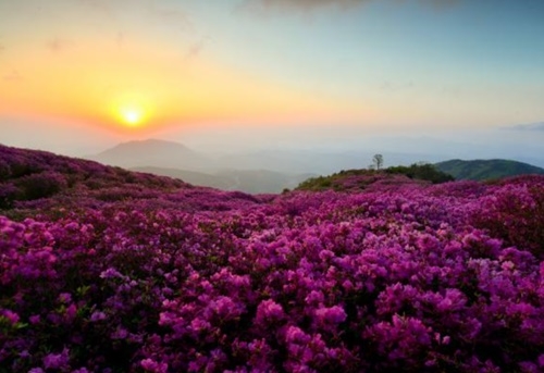 사진=황매산 철쭉제 공식홈페이지 캡처