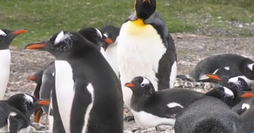 사진=KBS2 '은밀하고 위대한 동물의 사생활' 캡처/기사 내용과 상관 없는 사진