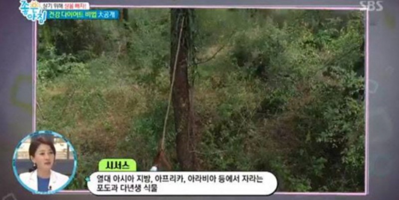 사진=SBS
