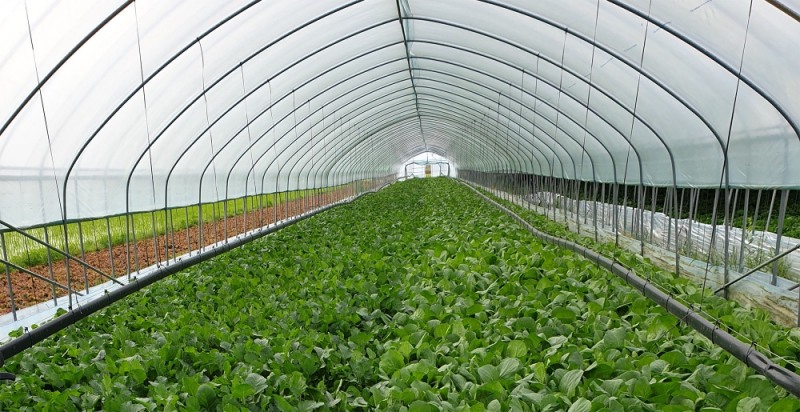 현대그린푸드, ‘폴리페놀 채소’ 선보인다