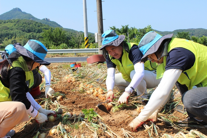 NH농협손해보험 헤아림봉사단은 지난 12일, 자매마을인 충남 서산시 소재 뱅길이마을을 방문해 농촌 일손돕기를 실시했다. 임종철 고객지원부문장(가운데)이 헤아림봉사단원들과 함께 양파 뽑기 작업을 하고 있다.