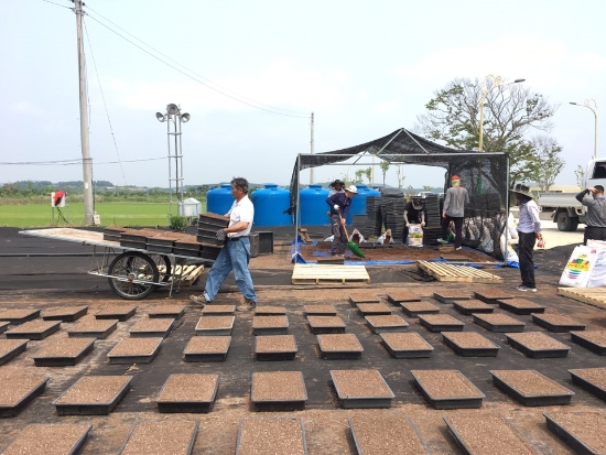 20일, 함평군 농업기술센터 직원들이 화단국 재배를 위한 육묘상자를 작업 중인 모습/사진=함평군