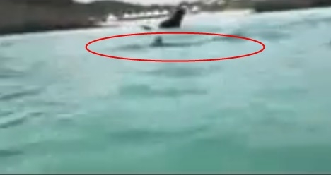 제주도 상어 (사진=KBS 방송화면)