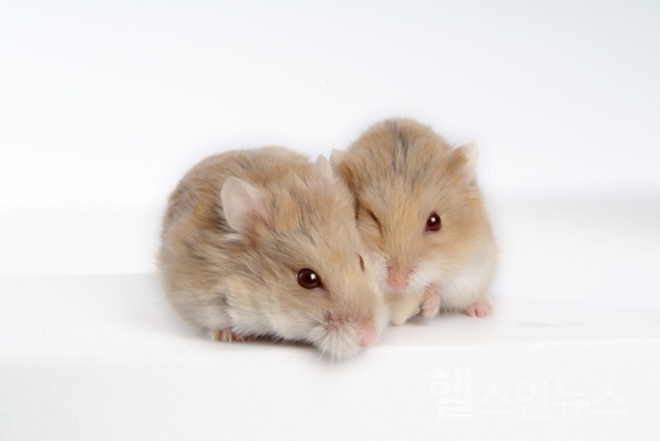 안전성 평가를 위한 동물대체시험법 가이드라인 발간