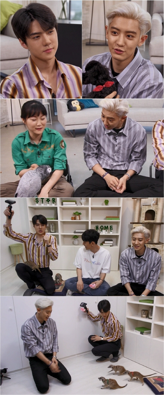 마이리틀텔레비전