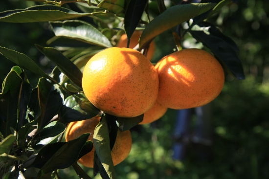 완도 자연그대로 감귤/사진=완도군