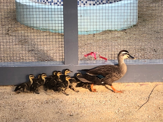 인천야생동물구조센터내 기러기 인천시청제공