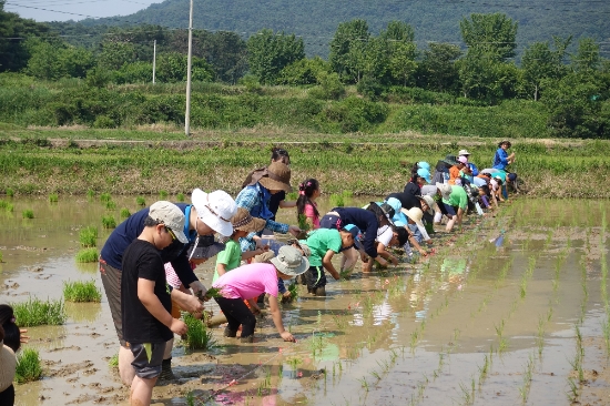충효분교 모내기/사진=시교육청