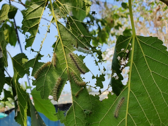미국흰불나방/사진=전라남도