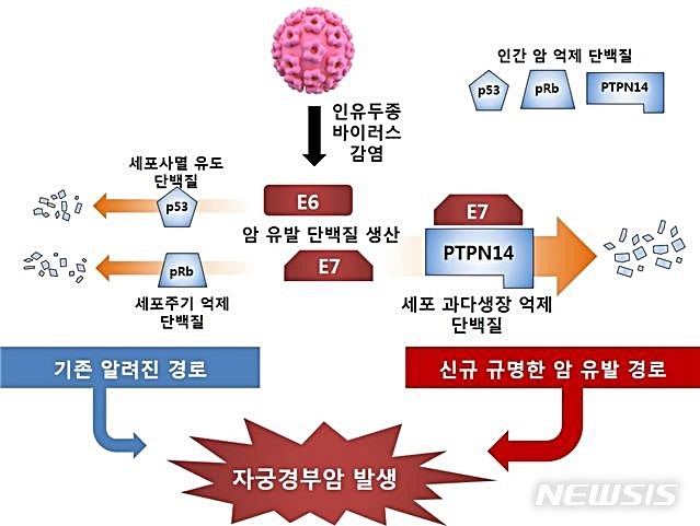 바이러스에 의한 자궁경부암 발병 흐름도. 신규 경로인 오른쪽 그림을 보면 바이러스 암 유발 단백질 E7이 세포 과다성장을 억제하는 인간 암 억제 단백질(PTPN14)와 결합해 분해를 유도, 자궁경부암을 유발한다는 사실을 알 수 있다.2019,08.13(사진=한국생명공학연구원 제공)