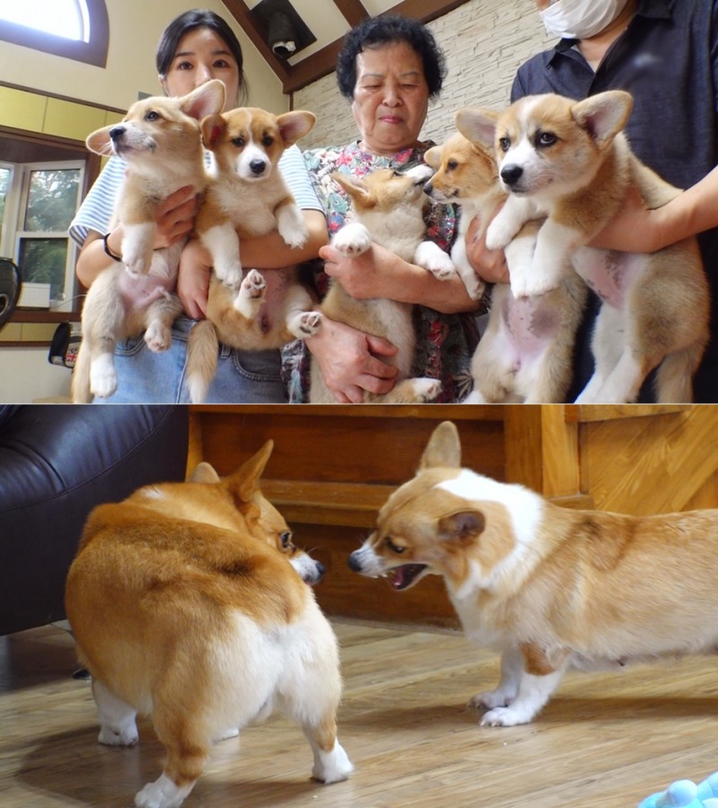 사진=SBS동물농장