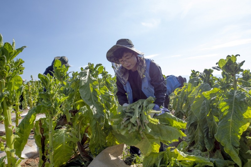 KT&G, 잎담배 수확 봉사 진행… 농가와 상생 이어 나간다