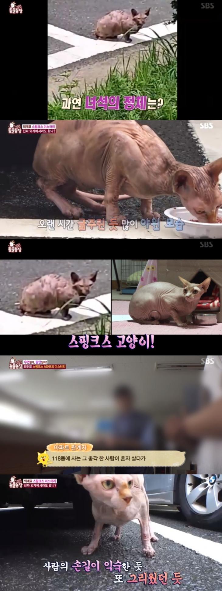 SBSTV동물농장캡처