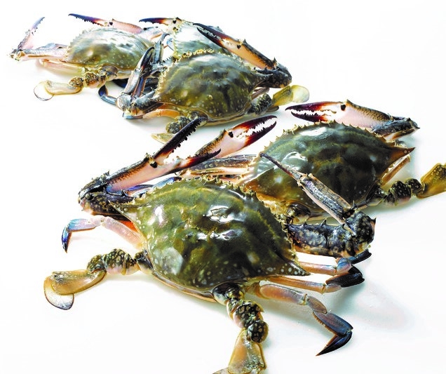 금어기 끝난 햇꽃게 … 생산량 증가