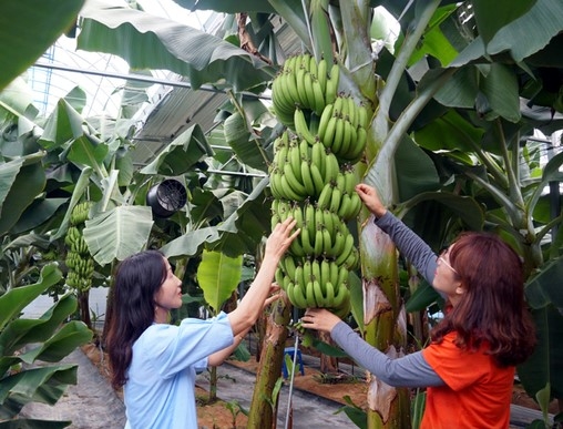 기후변화 대응해 아열대 작목 재배기술 개발 상품화 박차